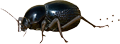 Toktokkie Beetle