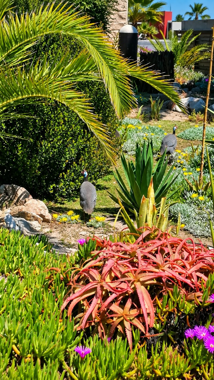Succulents and lush palm foliage in the Desert Breeze garden