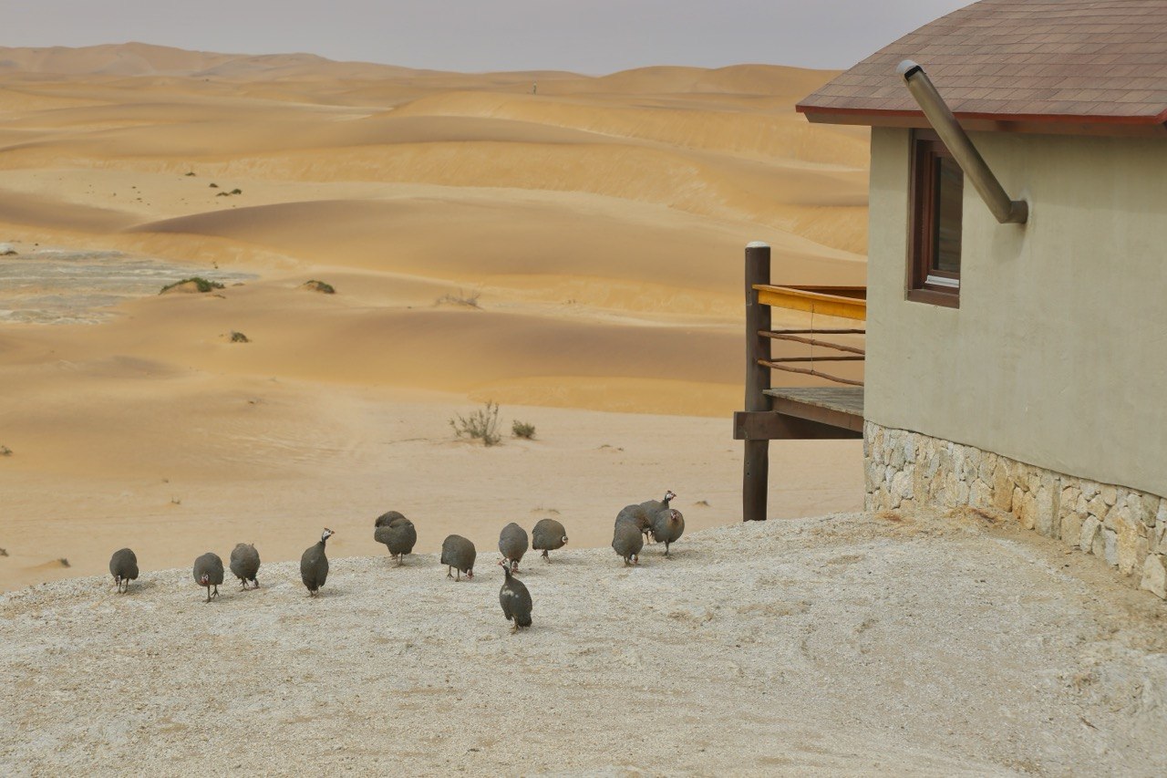 Guineafowl beside a Desert Breeze bungalow overlooking the Namib dunes